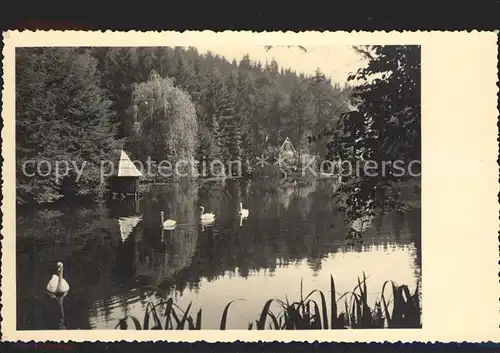 Bad Elster Teich mit Schwaener Kat. Bad Elster