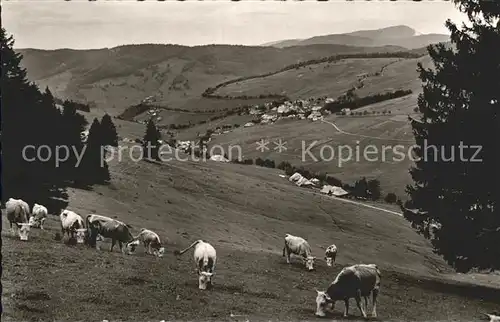 Todtnauberg Kuehe Kat. Todtnau