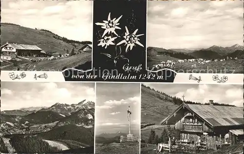 Schliersee Gindlalm Edelweiss Kuehe Berghaus  Kat. Schliersee