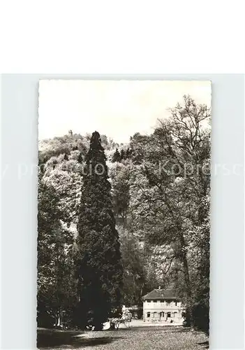 Auerbach Bergstrasse Mammutbaum Herrenhaus Fuerstenlager  Kat. Bensheim