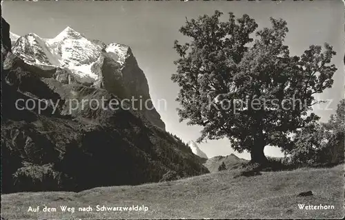 Wetterhorn Lauterbrunnen Schwarzwaldalp Kat. Lauterbrunnen Wetterhorn