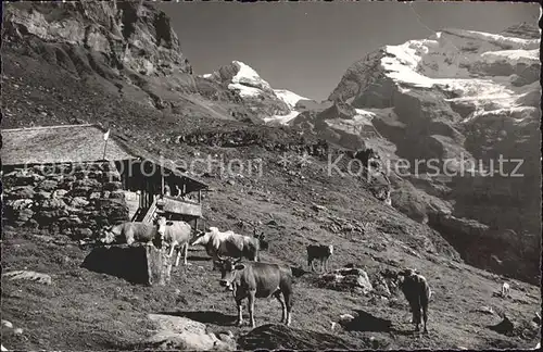 Oeschinen Sennerei Oeschinenalp Kat. Oeschinenhorn