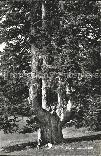 St Cergue Grosser Baum Kat. St Cergue