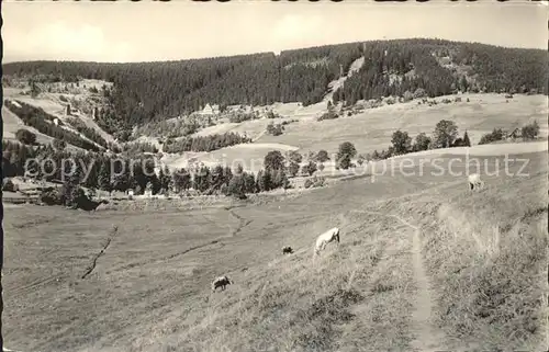 Oberwiesenthal Erzgebirge Landschaft am Fichtelberg Kat. Oberwiesenthal