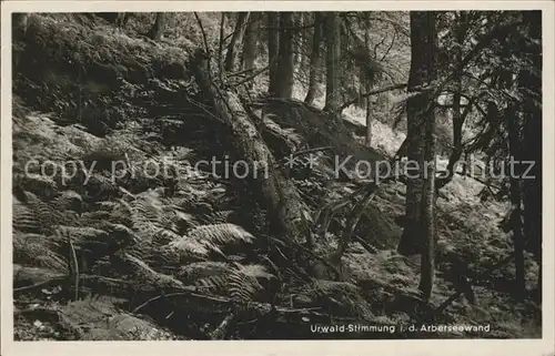 Zwiesel Niederbayern Naturschutzgebiet Arberseewand Kat. Zwiesel