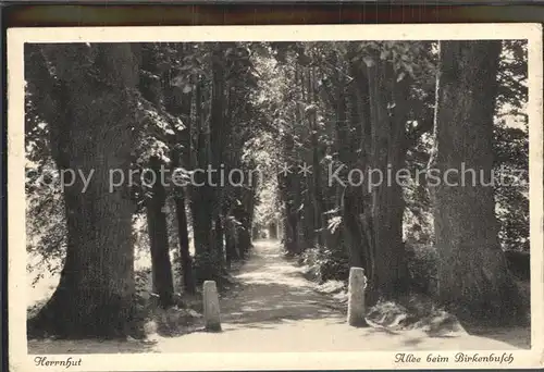 Herrnhut Allee beim Birkenbusch Kat. Herrnhut