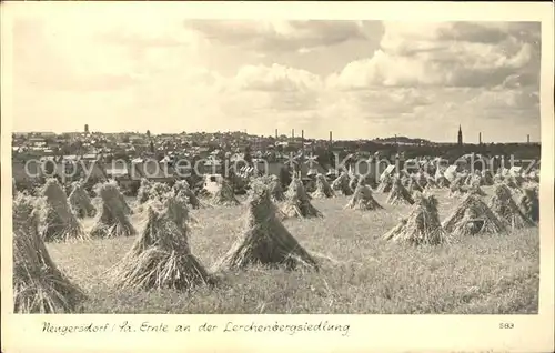 Neugersdorf Sachsen Ernte an der Lerchenbergsiedlung Kat. Neugersdorf Sachsen