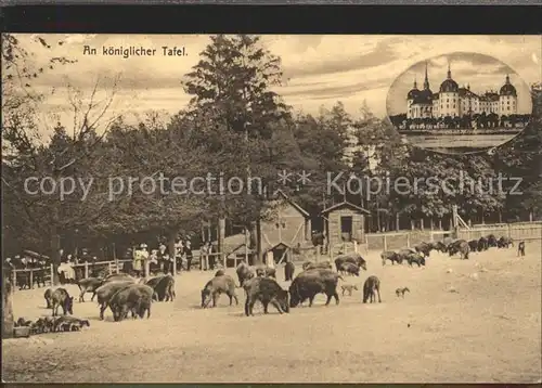 Moritzburg Sachsen Wildschweinfuetterung Kat. Moritzburg Dresden