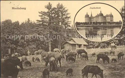 Moritzburg Sachsen Jagdschloss Wildschweingehege Kat. Moritzburg Dresden