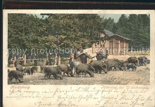 Moritzburg Sachsen Wildschweinfuetterung Kat. Moritzburg Dresden