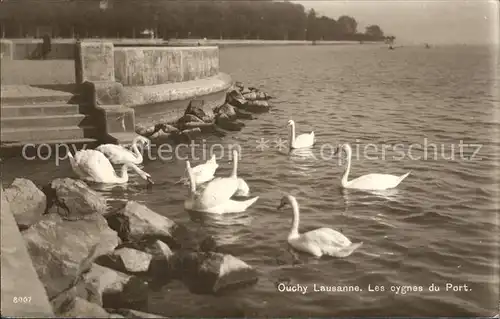 Ouchy Les cygnes du Port Lac Leman Kat. Lausanne