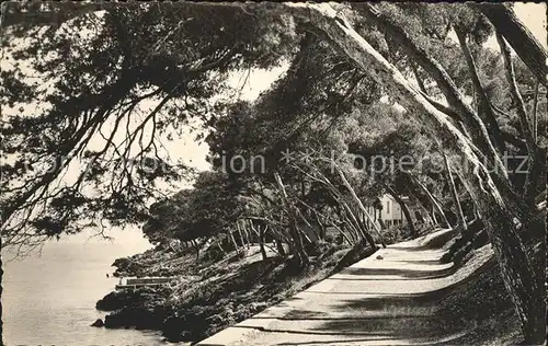 Menton Alpes Maritimes Sous bois au Cap Martin Kat. Menton