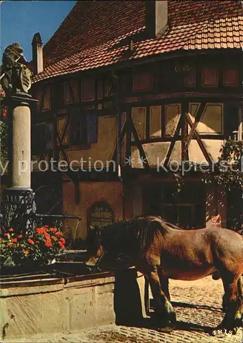 Riquewihr Haut Rhin Pferd am Bunnen der Sinne Kat. Riquewihr