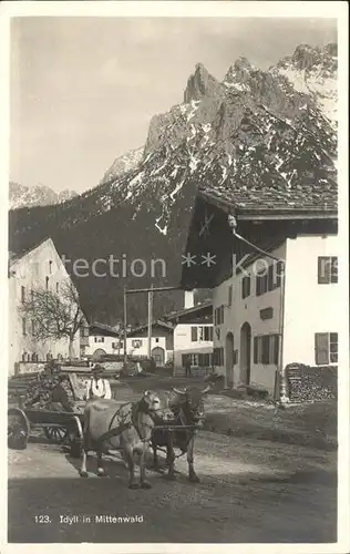 Mittenwald Bayern Strassenmotiv Kuehe  Kat. Mittenwald