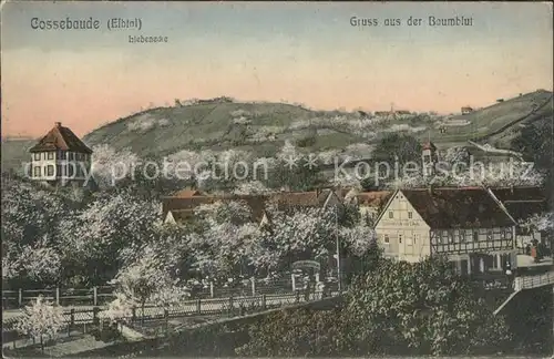 Cossebaude Gruss aus der Baumblut Kat. Dresden