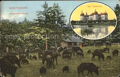 Moritzburg Sachsen Koenigliches Jagdschloss und Wildschweinfuetterung Kat. Moritzburg Dresden