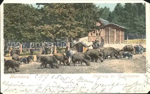 Moritzburg Sachsen Fuetterung der Wildschweine Kat. Moritzburg Dresden