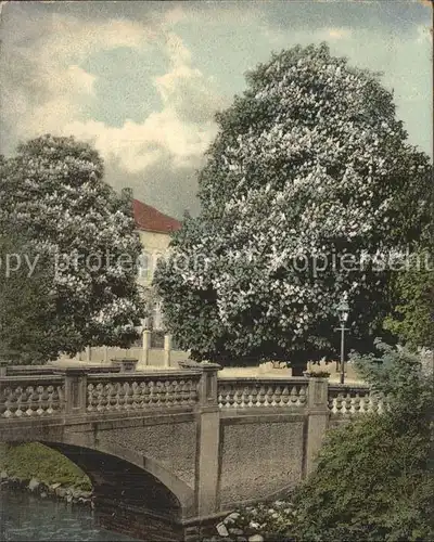 Oldenburg Niedersachsen Kastanienbluete Kat. Oldenburg (Oldenburg)