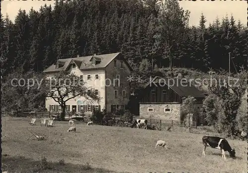 Glashuette Sachsen Erholungsheim der Inneren Mission im Trebnitzgrund Kuehe Schafe Kat. Glashuette Sachsen