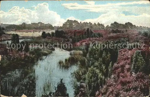 Lueneburger Heide Seevetal Holunder Kat. Walsrode