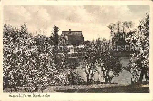 Vierlanden Baumbluete  Kat. Hamburg