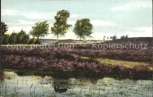 Lueneburger Heide Weselbach Kat. Walsrode