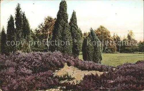 Lueneburger Heide Wachholdermotiv Munster Kat. Walsrode