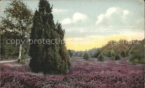 Lueneburger Heide Motiv bei Rehlingen Amelinghausen Kat. Walsrode