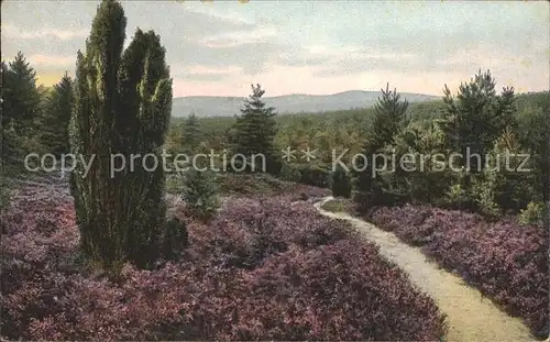 Lueneburger Heide Weg in den Totengrund in Wilsede Kat. Walsrode