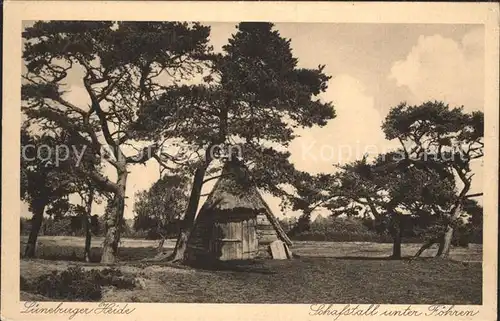 Lueneburger Heide Schafstall unter Foehren Kat. Walsrode