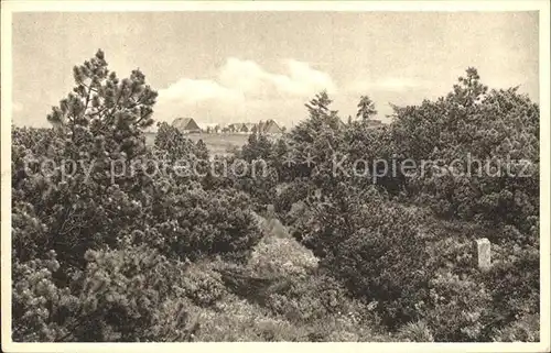 Georgenfeld Hochmoor Kat. Zinnwald Georgenfeld