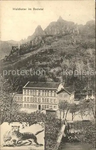 Bodetal Harz Waldkater Kat. Treseburg