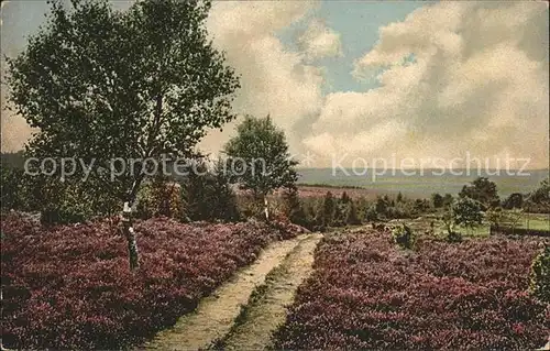 Lueneburger Heide Birkenweg im Naturschutzgebiet Kat. Walsrode