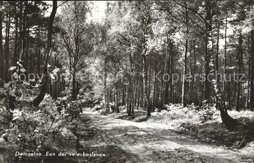 Dwingeloo Een der vele boslanen Waldpartie