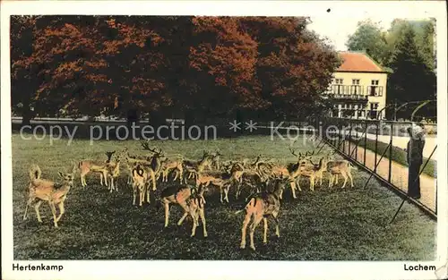 Lochem Hertenkamp Tierpark