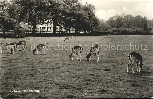 Lochem Hertenkamp Wildgehege