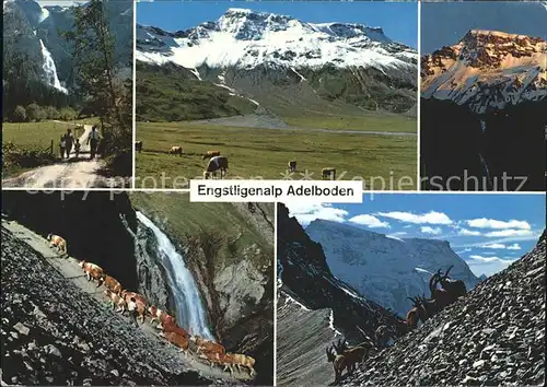 Adelboden Engstligenalp Wasserfall Ziege Kuehe  Kat. Adelboden