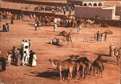 Goulimine Marokko Porte du Sahara Marche des Chameaux Kat. Marokko