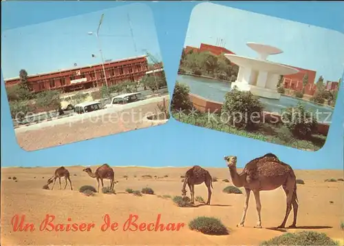 Bechar Gebaeude Brunnen Wueste Kamele