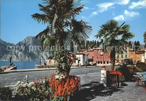 Torbole Lago di Garda Uferstrasse am Gardasee Palmen Kat. Italien