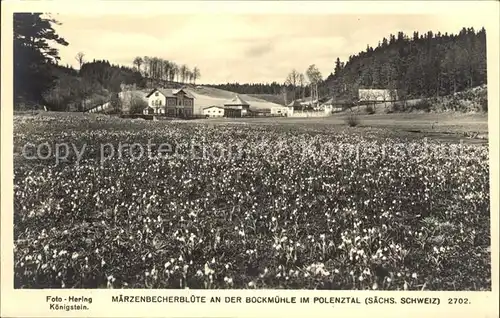 Polenztal Maerzenbecherbluete an der Bockmuehle Kat. Hohnstein