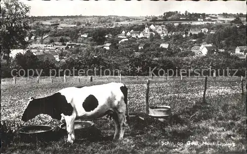 Schin Geul Viehweide Kuh Kat. Limburg Valkenburg