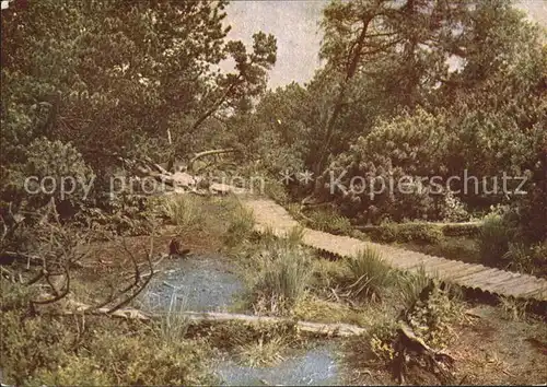 Georgenfeld Georgenfelder Hochmoor  Kat. Zinnwald Georgenfeld