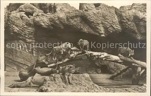 Hagenbeck Tierpark Stellingen Hamburg offene Loewenschlucht Loewen Kat. Tiere