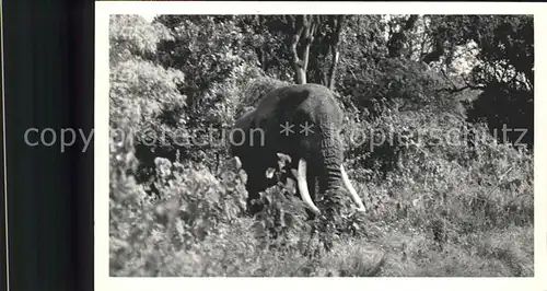 Elefant  Kat. Tiere