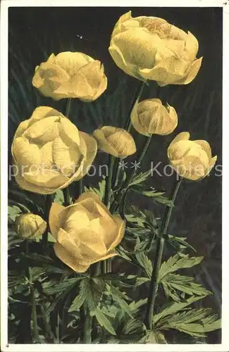 Blumen Trollius europaeus Trollblume  Kat. Pflanzen