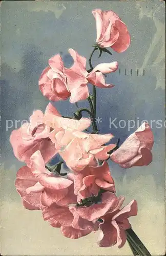 Verlag Photochromie Nr. 839 Serie 513 Blumen  Kat. Verlage