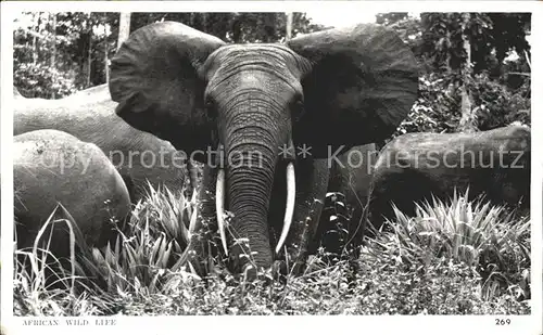 Elefant African wild life  Kat. Tiere