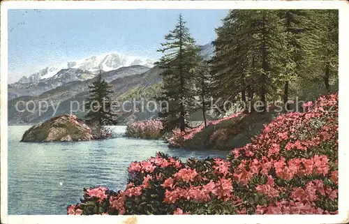 Verlag Photochromie Nr. 1484 Rostfarbige Alpenrose Rhododemdron ferrugineum Kat. Verlage