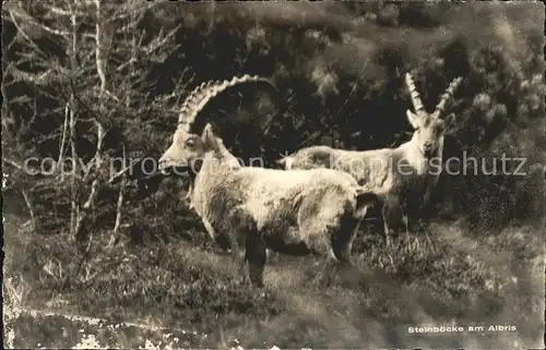 Steinbock Steinboecke Albris Kat. Tiere